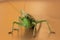 Large green grasshopper or locust with sting or tail.