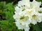 A large green grasshopper sits on white flowers. White Mountain Rhododendron Flowers