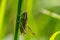 Large green grasshopper in sunlight, holding on to a straw