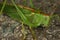 Large green grasshopper (Tettigonia viridissima)