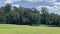 Large green grassy field with a Spanish Moss tree in the center blowing in the breeze