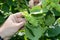 Large green hazelnuts with hand comparison