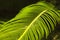 Large green horizontal palm branch. Natural background, texture. Nature garden concept