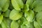 large green hosta leaves. green natural background. view from above.