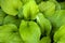 large green hosta leaves. green natural background. view from above.