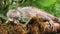 Large Green Iguana on a mossy branch