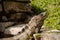 Large green iguana sunning on Tulum ruins in Mexico