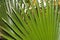 Large Green Latan Fan Palm Leaves Latania lontaroides