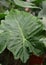 The large green leaf of an Alocasia