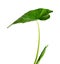 Large Green Leaf of Colocasia Esculenta - Taro, Elephant Ear or Eddoe Plant