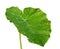 Large Green Leaf of Colocasia Esculenta - Taro, Elephant Ear or Eddoe Plant