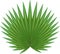 Large green leaf of Corypha or Gebang Palm