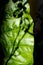 Large green leaf with plant shadow detail