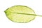 Large green leaf of tropical plant Dieffenbachia seguine or dumb cane isolated on white background