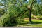 Large green leafed tree with a cracked broken limb resting on the ground