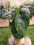 Large green leafy betel anthurium