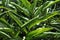 Large green leafy Light galangal foliage