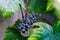 Large green leaves of grapes. Out of focus blue bunch of grapes