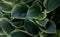 Large green leaves of the perennial Hosta plant grow in a flower bed in the garden. Sunlight. Daylight