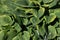 Large green leaves of the perennial Hosta plant grow in a flower bed in the garden. Sunlight. Daylight.