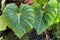 The large green leaves of Philodendron Dean McDowell