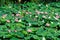 Large green leaves and pink waterlilies or lotus latin Nelumbo nucifera or Nymphea lotus flowers in full bloom on water in a sun