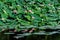 Large green leaves and pink waterlilies or lotus latin Nelumbo nucifera or Nymphea lotus flowers in full bloom on water in a sun