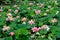 Large green leaves and pink waterlilies or lotus latin Nelumbo nucifera or Nymphea lotus flowers in full bloom on water in a sun