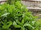 large green leaves sylphium perforated