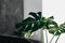Large green leaves of tropical monstera on a gray background with copy space closeup selective focus scandinavian style room