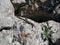 A large green lizard sits on a gray stone and basks in the sun against a background of green grass and needles on a Sunny summer d