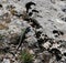 A large green lizard sits on a gray stone and basks in the sun on a Sunny summer day. The fauna of the Crimea, mount AI-Petri.