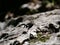 A large green lizard sits on a gray stone and basks in the sun on a Sunny summer day. The fauna of the Crimea, mount AI-Petri.