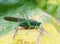 Large green locust eats yellow squash fruit