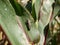 A large green locust sits on the leaves of corn on a Sunny summer day. Agricultural pest in corn field. The locust eats the crops.