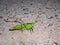 A large green locust is sitting on the sand