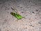 A large green locust is sitting on the sand