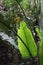 LARGE GREEN LUMINOUS STRELITZIA NICOLAI LEAVES IN A SUBTROPICAL HAWAAN FOREST