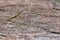 Large green mantis on a stone