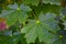 Large green maple leaves in a group in summer