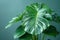 Large green monstera plant with water droplets on grey blue neutral backdrop