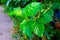 Large green mulberry leaves close up.