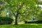 Large green oak tree near historical house.