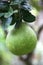 Large green pomelo growing in the tree, Santa Marta, Colombia, South America