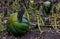 large green pumpkin lying on the ground surrounded by leaves after frost