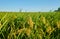 A large green rice field with green rice plants in rows in Valencia sunset