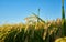 A large green rice field with green rice plants in rows in Valencia sunset