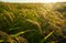 A large green rice field with green rice plants in rows in Valencia sunset