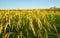 A large green rice field with green rice plants in rows in Valencia sunset