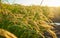 A large green rice field with green rice plants in rows in Valencia sunset